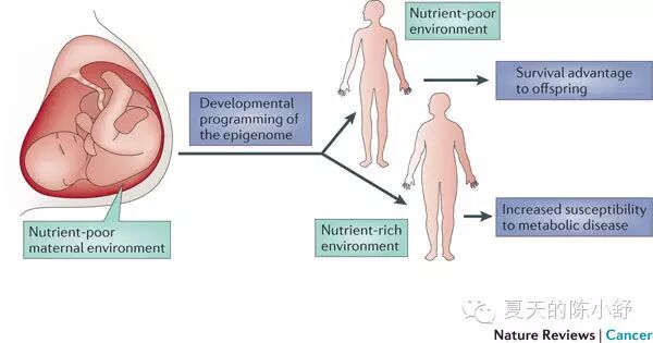从怀孕到两岁,生命最重要的1000天-怀孕期
