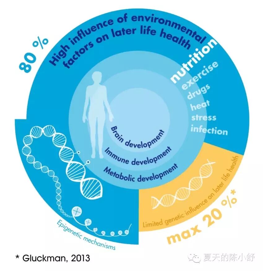 从怀孕到两岁,生命最重要的1000天-怀孕期