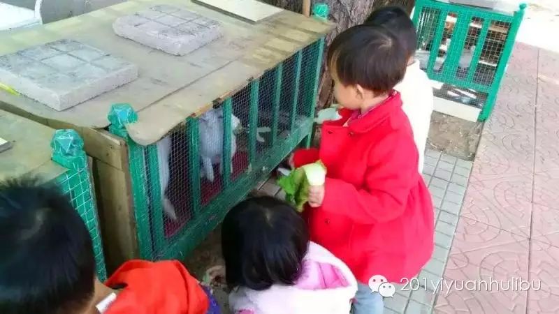 建立小动物培育基地,饲养了香猪,兔子,鹦鹉等小动物,培养孩子