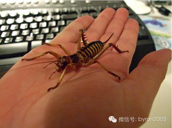 朋友圈里的新西兰 VS. 真实的新西兰