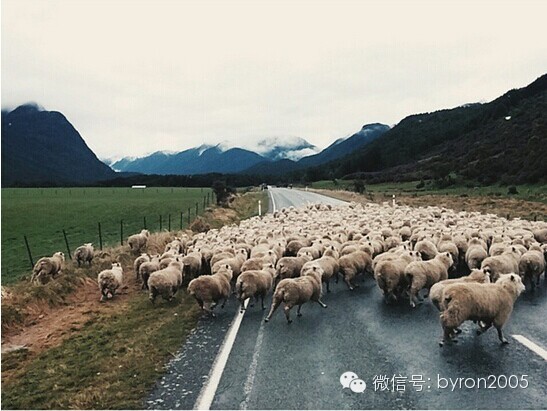 朋友圈里的新西兰 VS. 真实的新西兰
