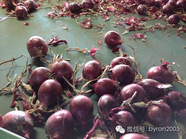 夏天做点啥？新西兰务农小结