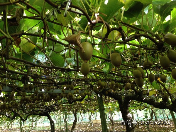 夏天做点啥？新西兰务农小结