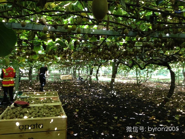 夏天做点啥？新西兰务农小结