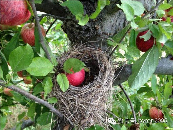 夏天做点啥？新西兰务农小结