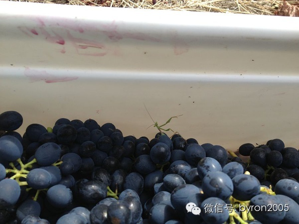 夏天做点啥？新西兰务农小结