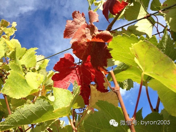 夏天做点啥？新西兰务农小结