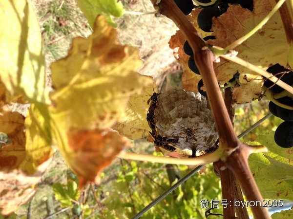 夏天做点啥？新西兰务农小结