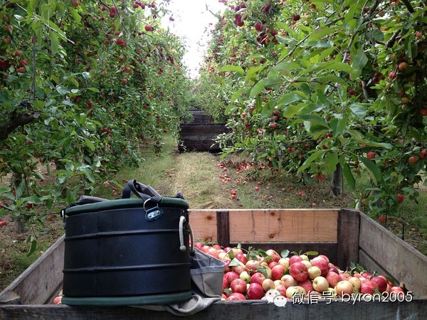 夏天做点啥？新西兰务农小结