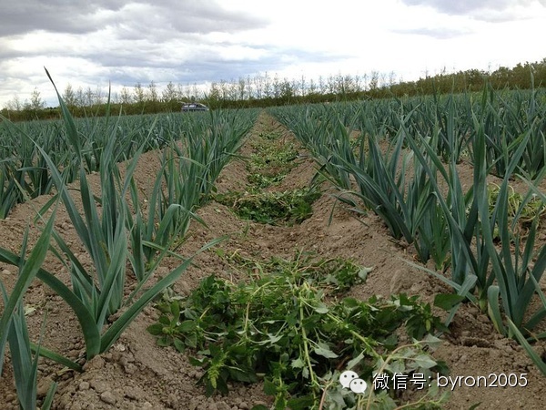 夏天做点啥？新西兰务农小结