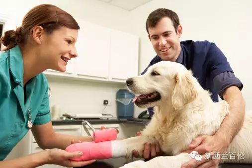 【课程】让动物爱好者幸福感爆棚的移民职业：兽医护士