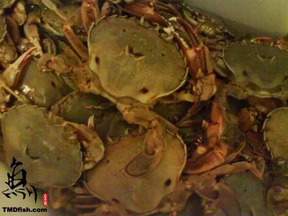 在新西兰抓海鲜吃(鲍鱼/螃蟹/青口)攻略