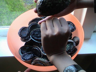 在新西兰抓海鲜吃(鲍鱼/螃蟹/青口)攻略