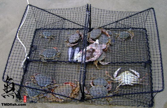 在新西兰抓海鲜吃(鲍鱼/螃蟹/青口)攻略