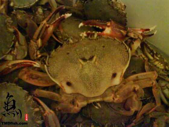 在新西兰抓海鲜吃(鲍鱼/螃蟹/青口)攻略