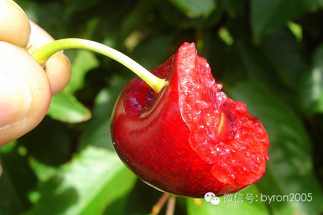 吃货┃舌尖上的新西兰——樱桃