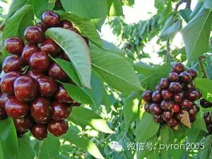 吃货┃舌尖上的新西兰——樱桃