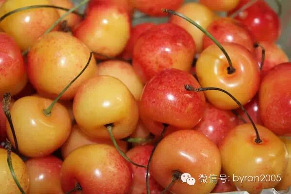 吃货┃舌尖上的新西兰——樱桃