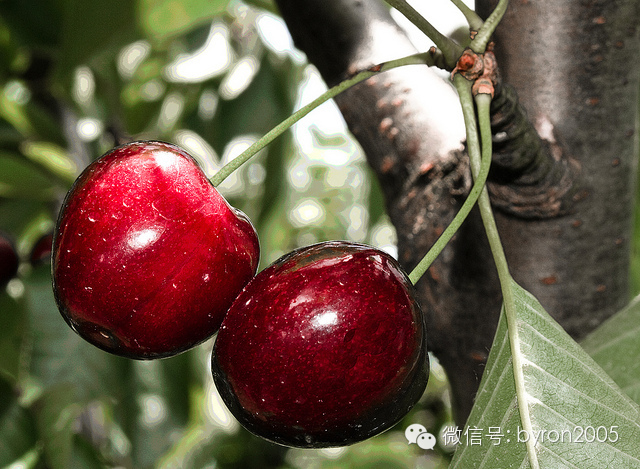 吃货┃舌尖上的新西兰——樱桃