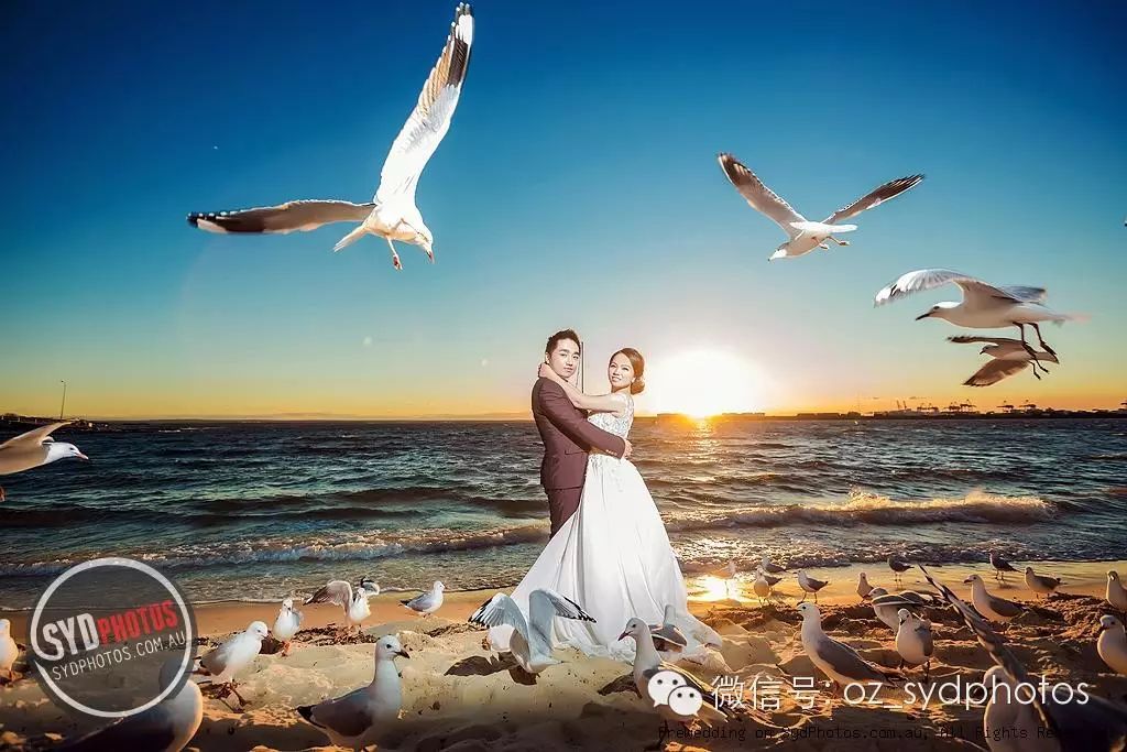 sydphotos唯美海鸥婚纱照 留下新人动人的美