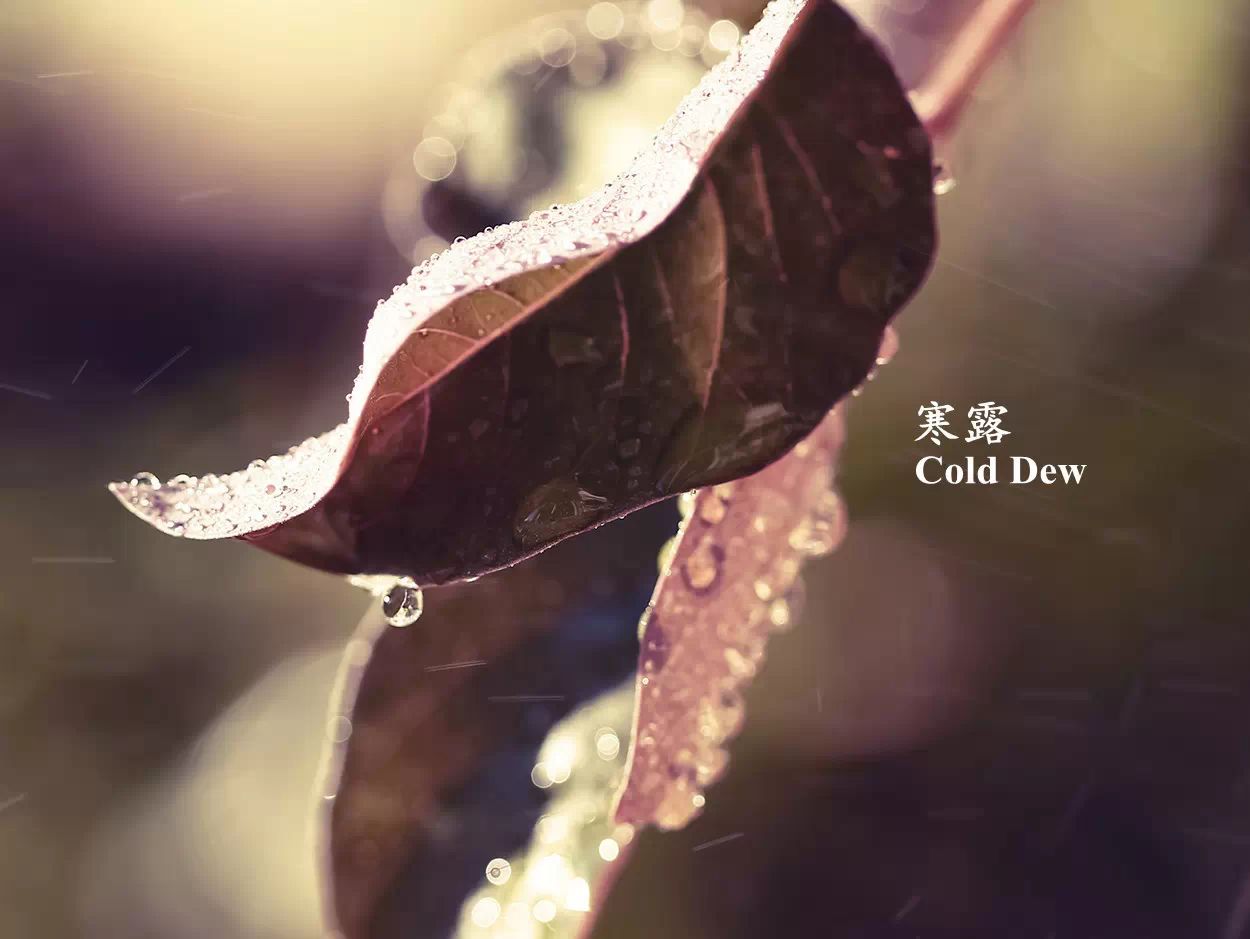 寒露 cold dew