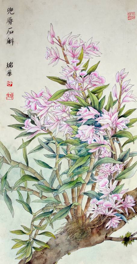 兜唇石斛 石斛属附生植物.