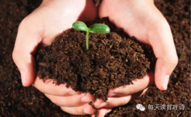 【美】罗伯特·勃莱：《看见你带着幼苗进来》