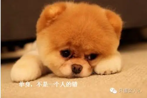 单身汪为什么找不到另一半? 单身汪为什么找不到另一半?