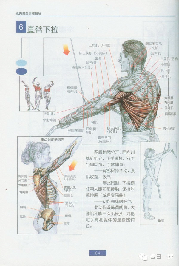 健身之背部肌肉训练图解