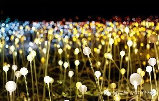 太壮观！创意灯光装置让沙漠开出5万朵“花”