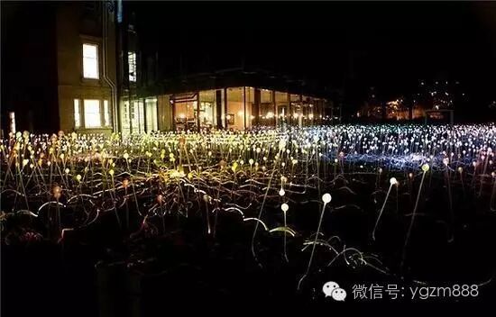 太壮观！创意灯光装置让沙漠开出5万朵“花”