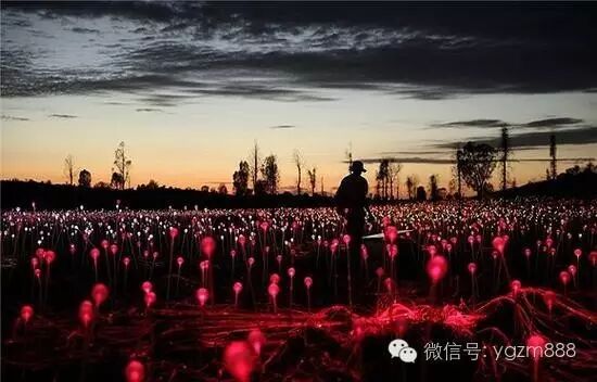 太壮观！创意灯光装置让沙漠开出5万朵“花”