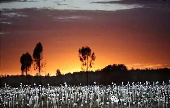 太壮观！创意灯光装置让沙漠开出5万朵“花”