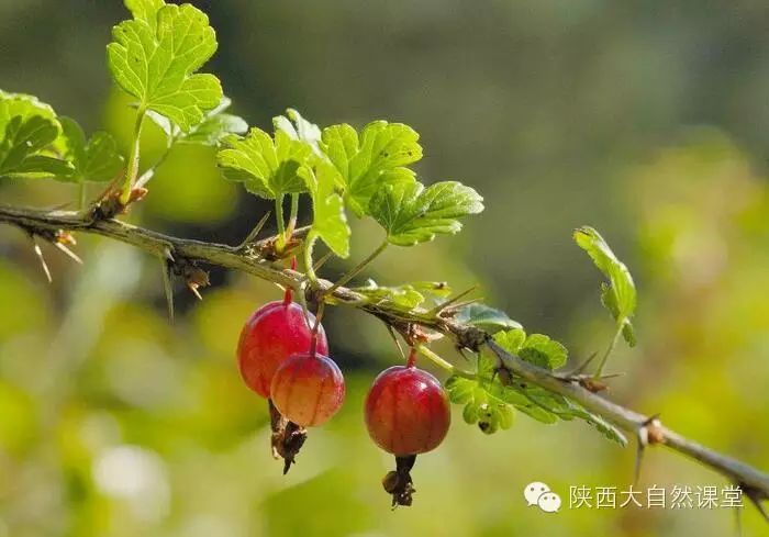 长刺茶藨子 ribes alpestre