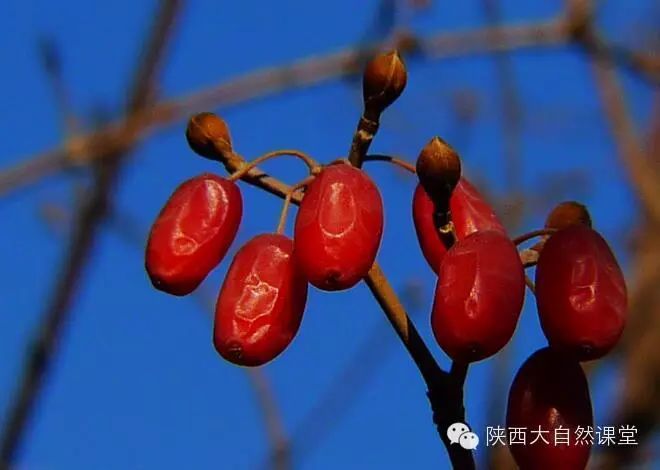 山茱萸 cornus officinalis