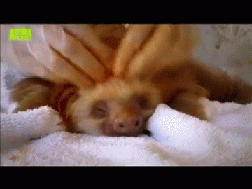 三趾树懒的四肢都有三趾.