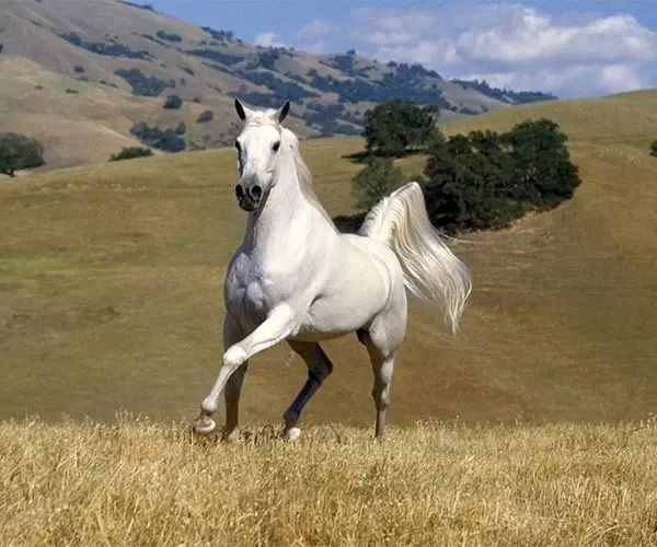 从古至今,坐骑一直都是身份的象征,拥有一匹好马,是很多人梦寐以求的