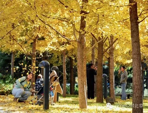 京城最美是秋天