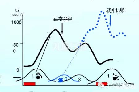 异期复孕:女子怀孕间隔10天又怀了一个,罕见!