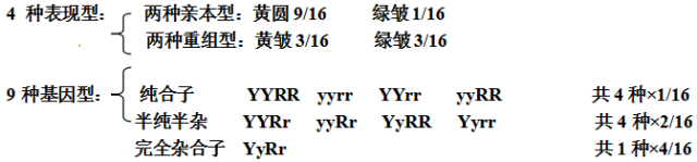 高中生物必修二知识点总结