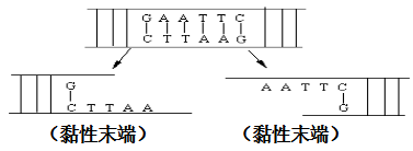 高一生物必修二第六章知识点