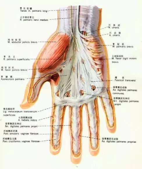 这是人类手掌的解剖图↓ 人类的拇指除了能够和其他四指对握之外