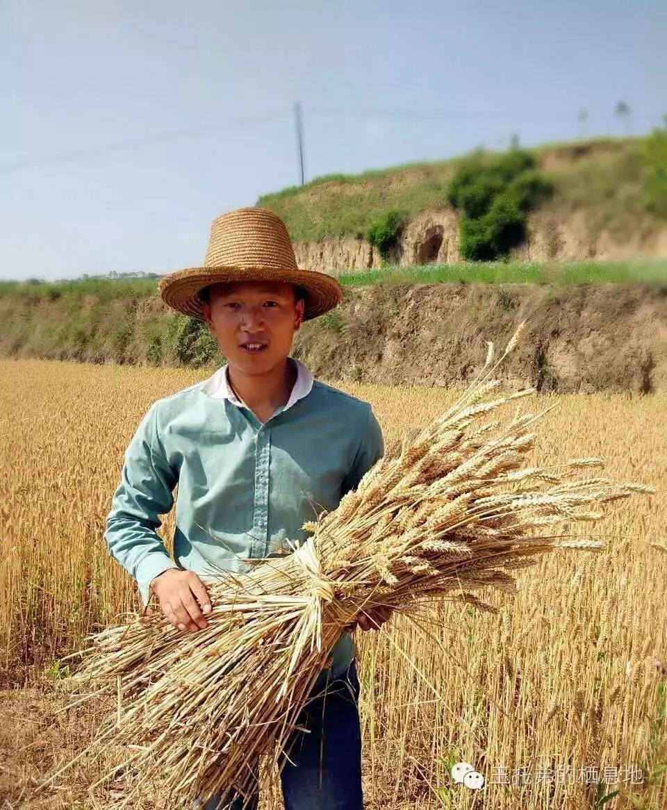 (麦田里割麦的闫自辉,打扮成农民也很帅啊)