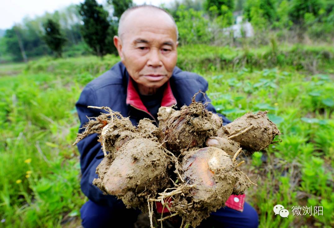 种植芋头105亩,10万斤芋头滞销 从事种植40年,87岁老芋农望田兴叹