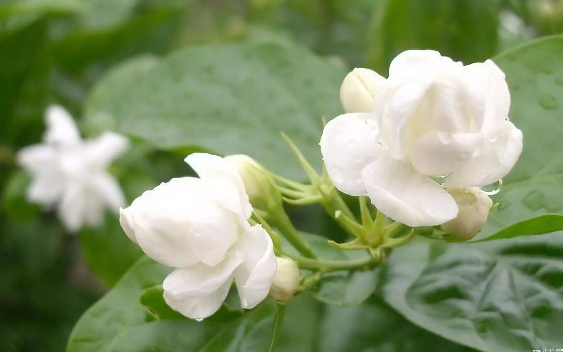 17.福州市市花: 茉莉花