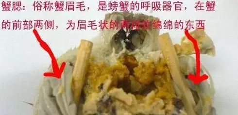 刚买的螃蟹扒开后里面竟然有这么恶心的东西看完汗毛都竖起来了