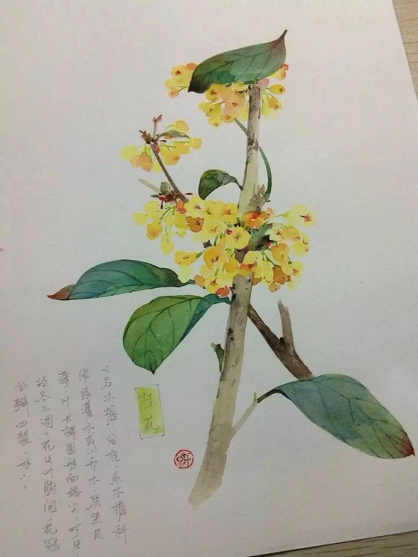 画一枝桂花,留淡淡清香