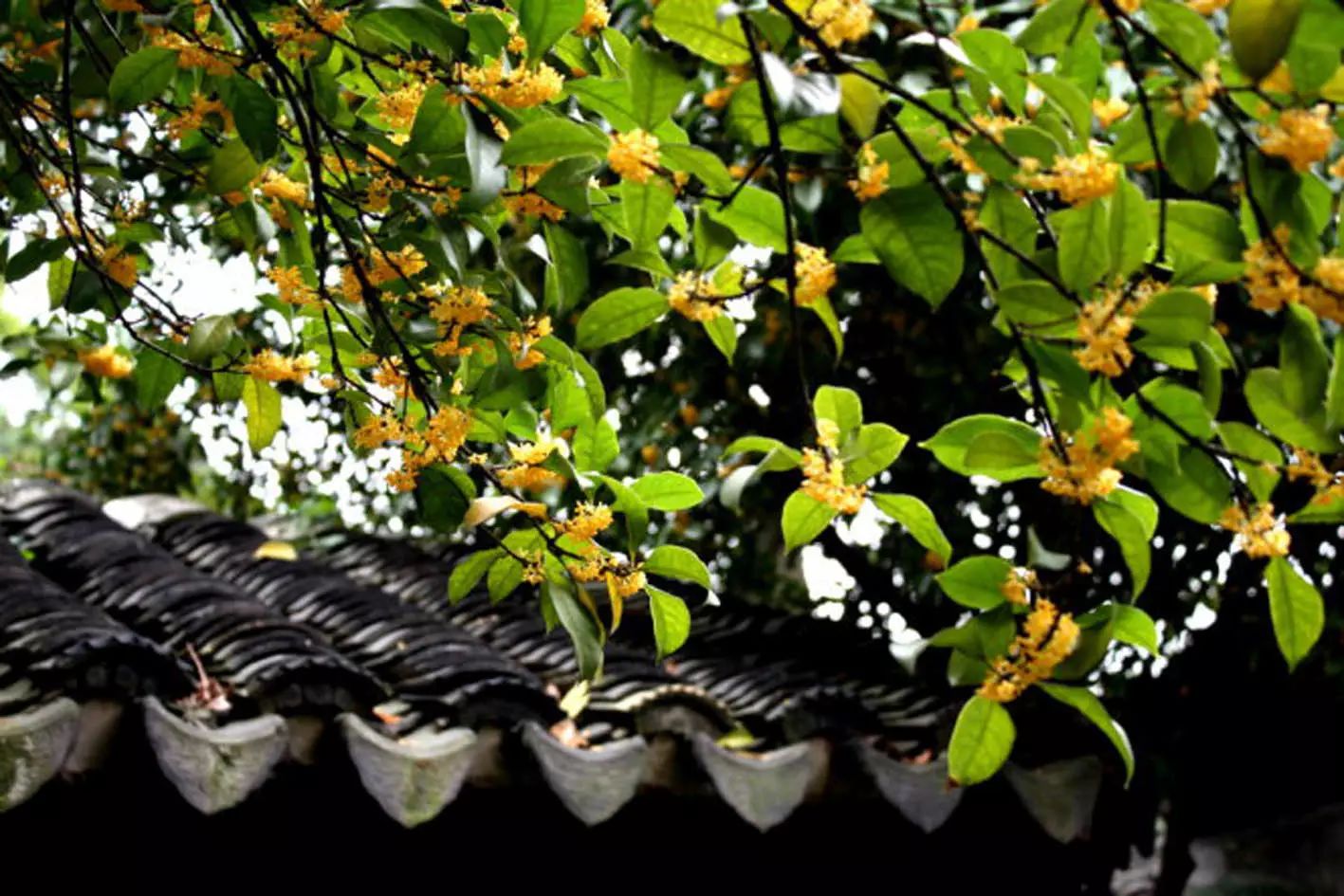 人闲桂花落,夜静春山空.