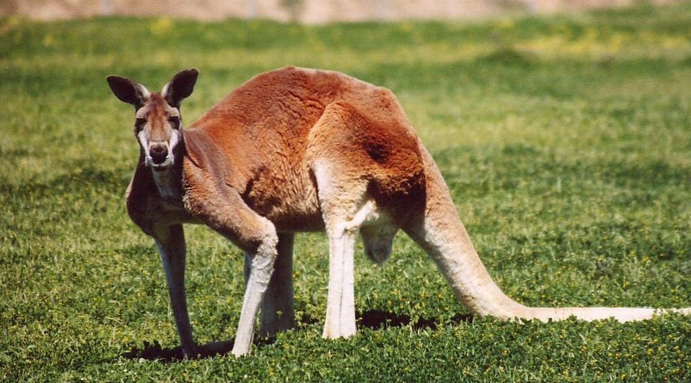 盘点5门毁三观的奇葩语言丨转自：语言学午餐