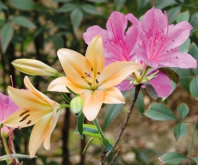百合和杜鹃花的嫁接品种